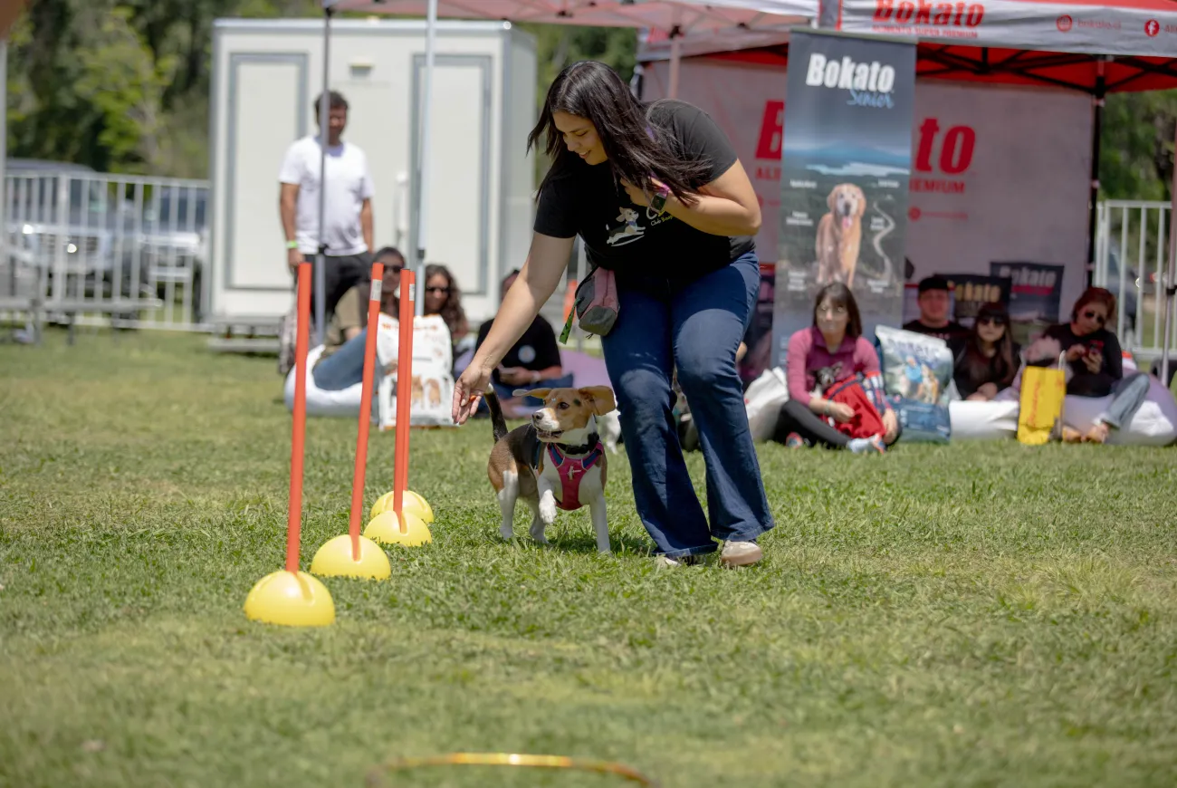 Tutores desfilan junto a sus perros pequeños sobre el escenario de ParquePet, durante una actividad del evento.