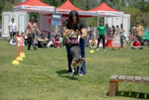 Mujer sonríe mientras un beagle con arnés rosa salta hacia ella durante una actividad de agility en un parque con carpas rojas de fondo